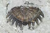 Greenops Trilobite - Hungry Hollow, Ontario #107538-2